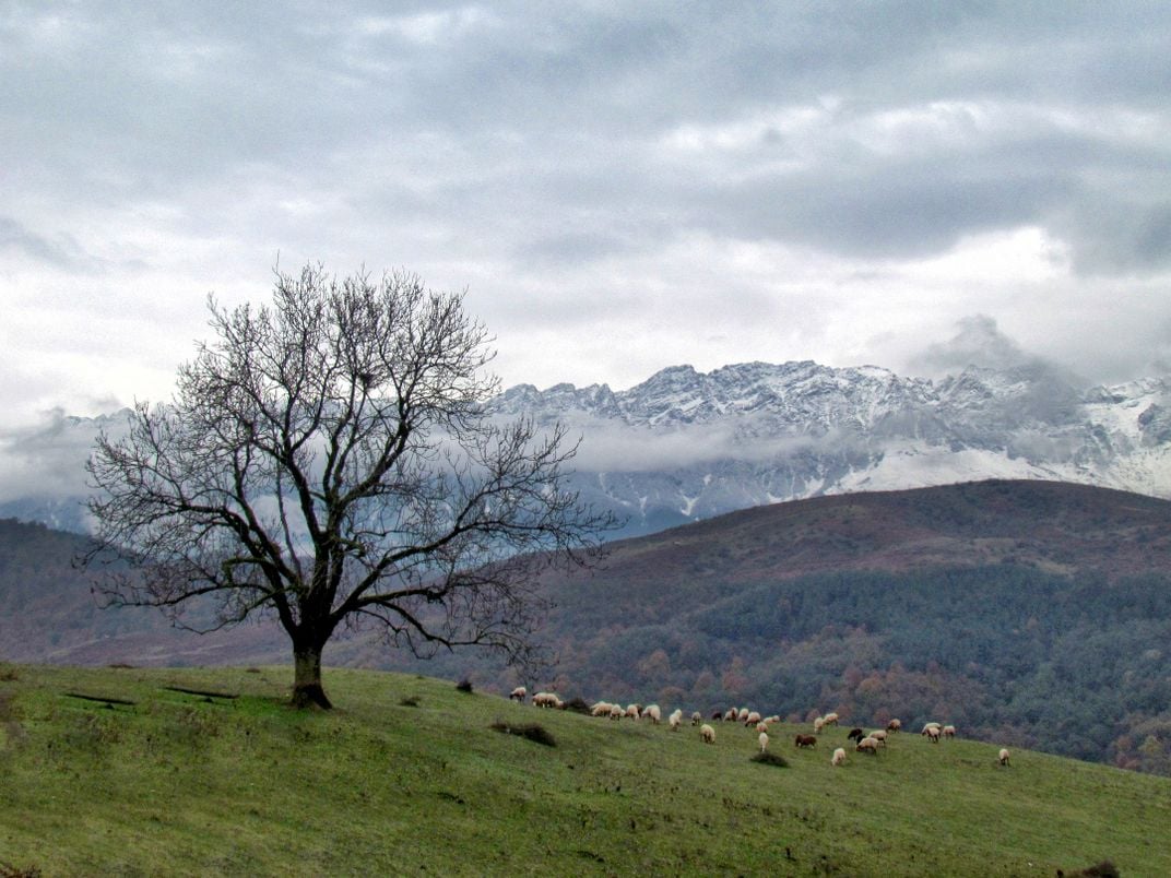 a dream tree | Smithsonian Photo Contest | Smithsonian Magazine