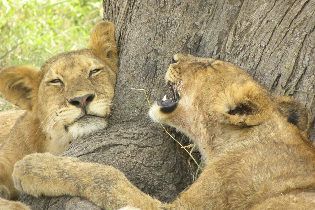 Two lions lounging by a tree.