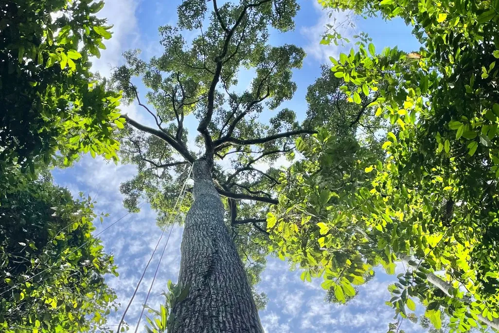 a giant tree seen from below