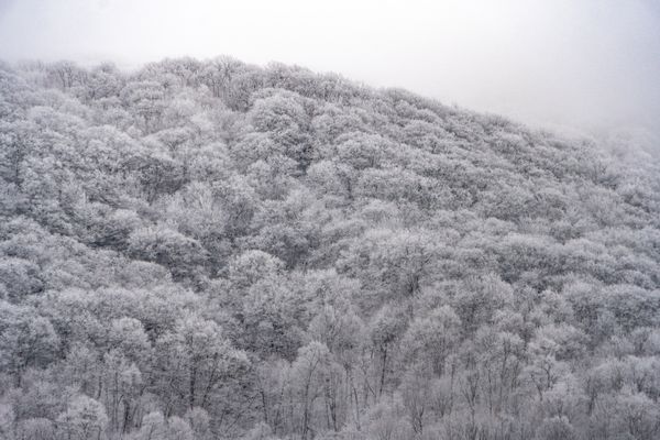 Frosted Treetops thumbnail