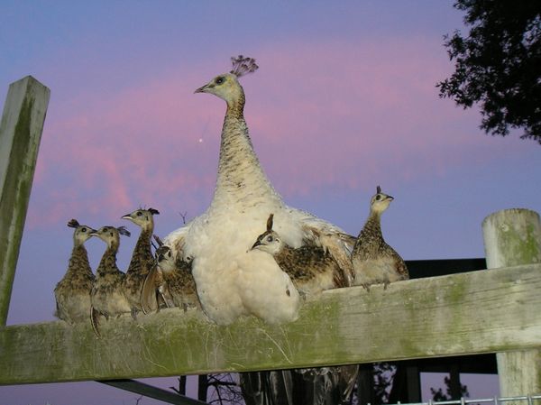Peahen Charmain and her babies thumbnail
