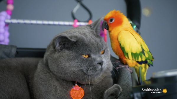 预览缩略图这只不爽猫和泡泡长尾鹦鹉之间的意想不到的友谊