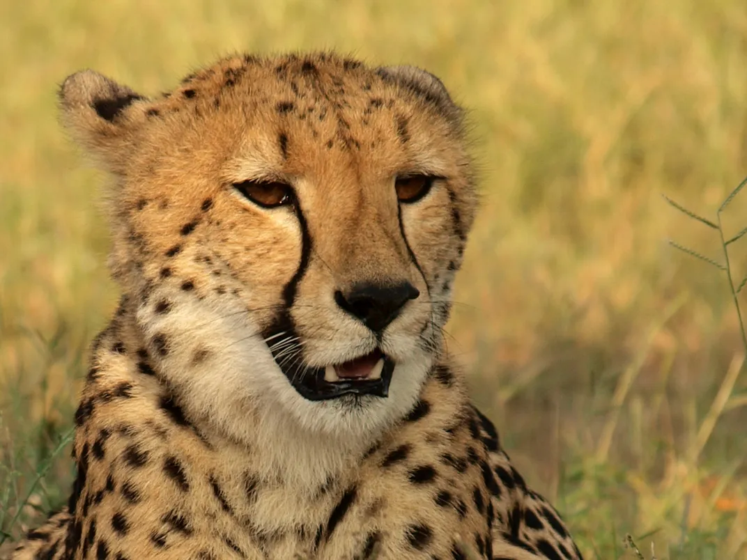 We spotted this young cheetah returning empty-handed from a hunt. By ...