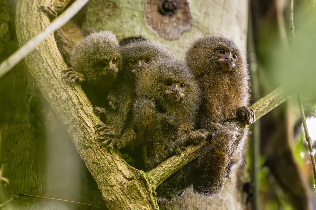A male adult pygmy marmoset, right, with three juveniles. All have the species’ characteristic white “mustaches” and vertical stripes on