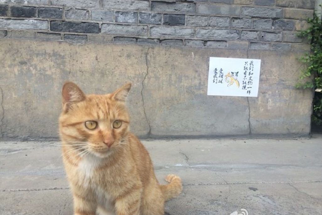 cat