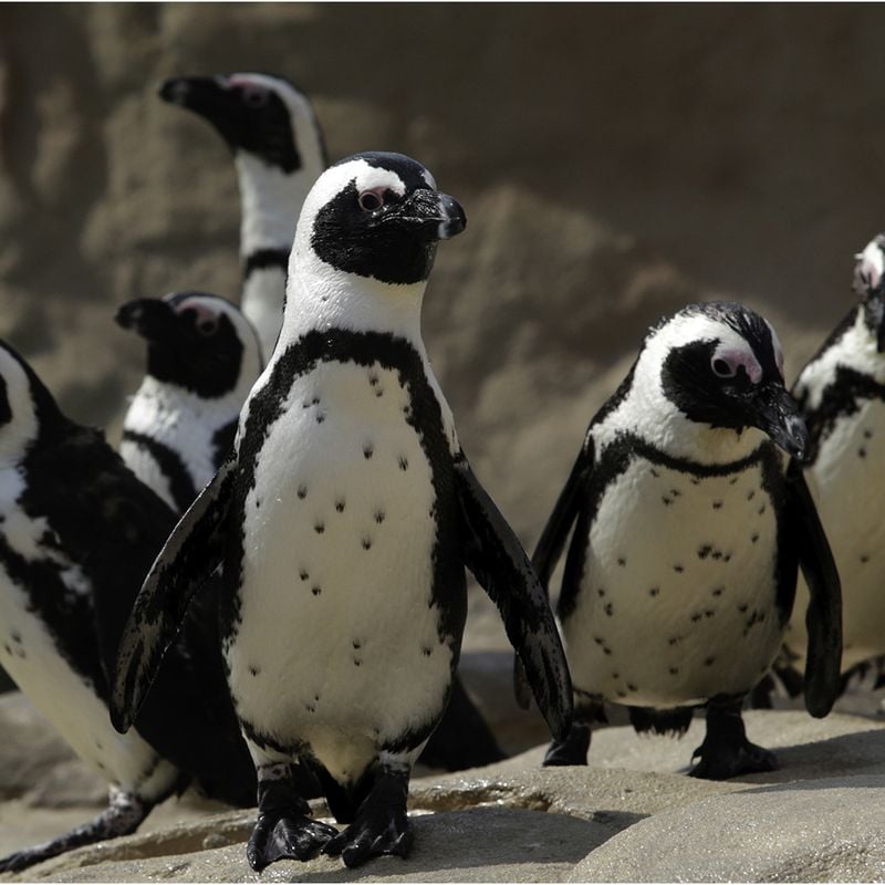 Smithsonian Insider – Yellow pigment in penguin feathers is