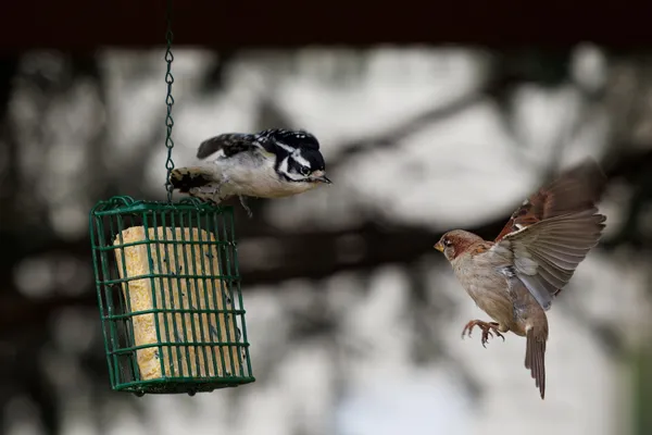 Downy woodpecker and house sparrow fighting for food thumbnail