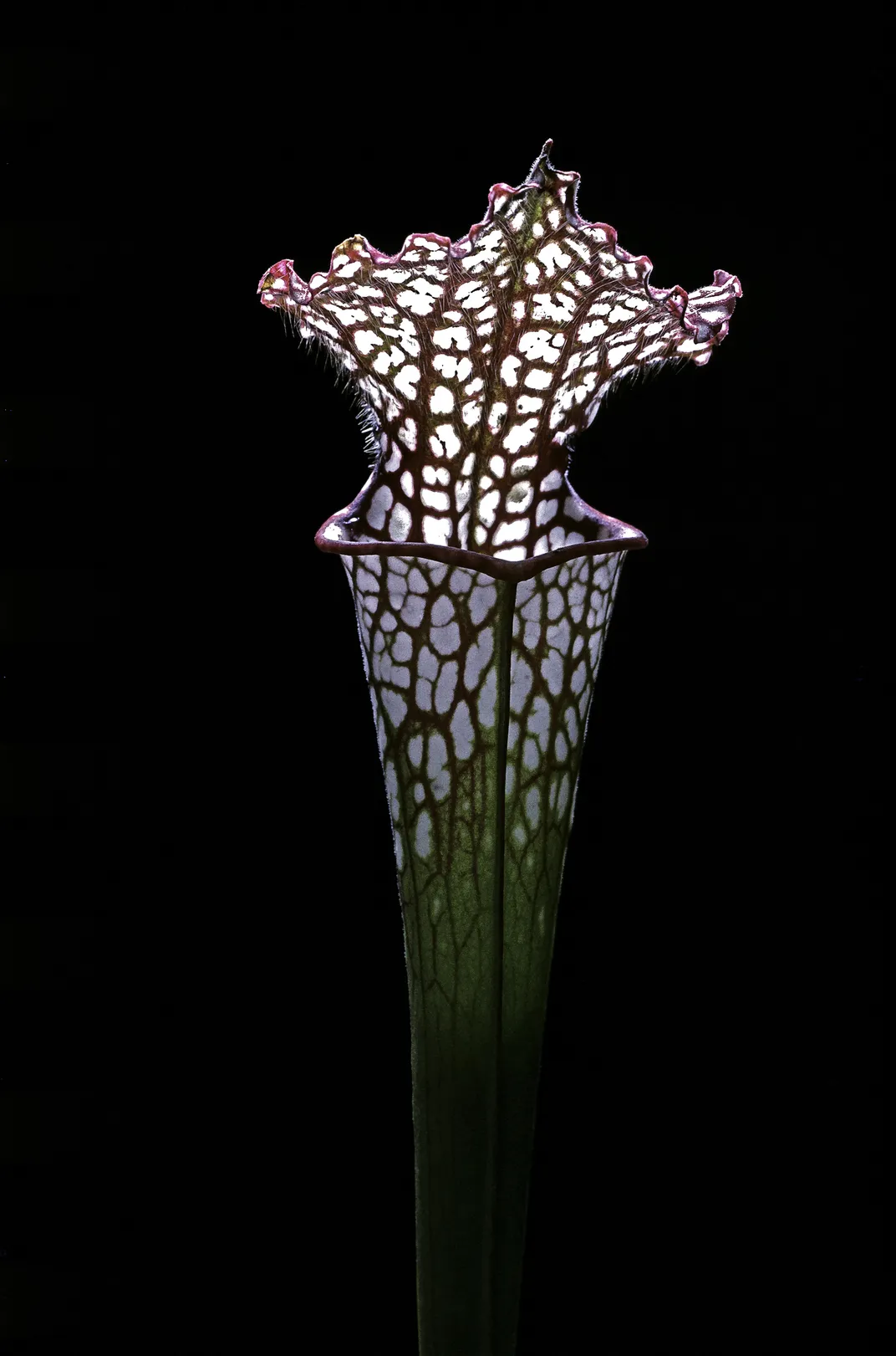 white-top pitcherplant