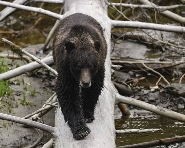 Grizzly Bear in Toba Inlet thumbnail