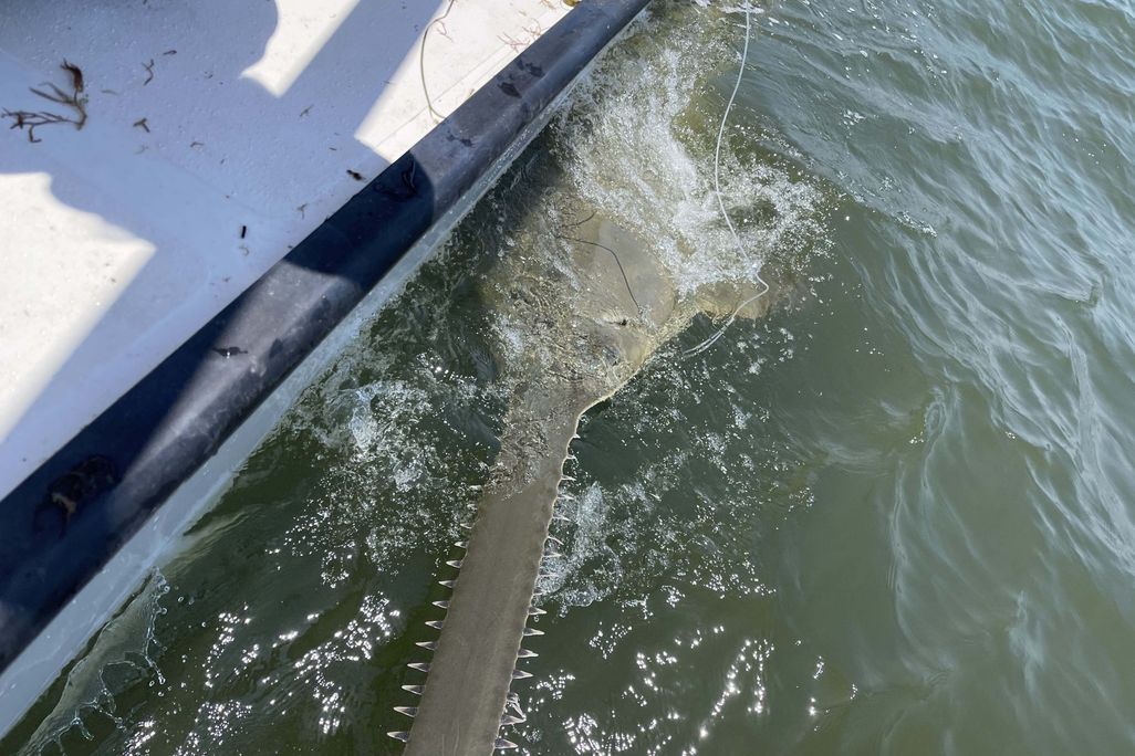 a sawfish in the water next to a boat, showing its toothed nose