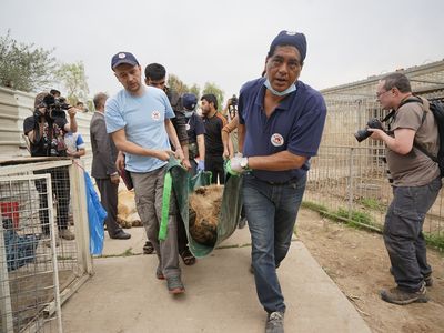 Four Paws coordinated the rescue mission to bring Simba and Lula to safety.