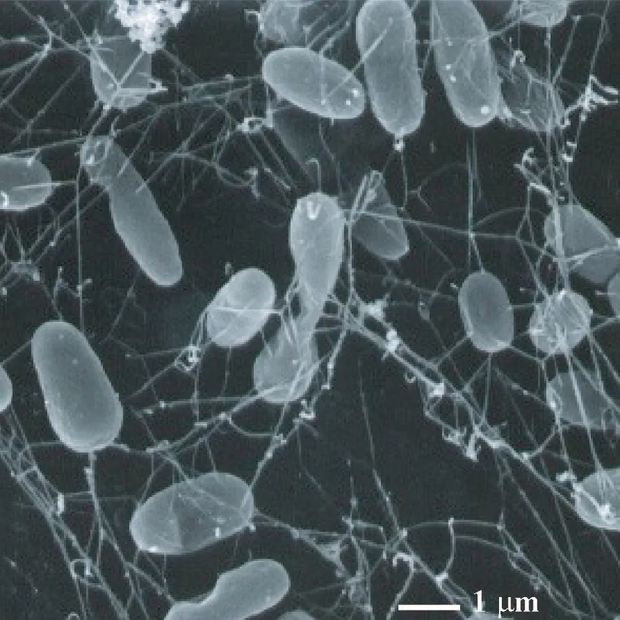 microscope image of bacteria looking like thick blue rods
