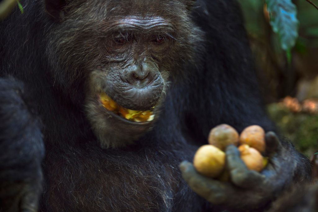 chimp eating
