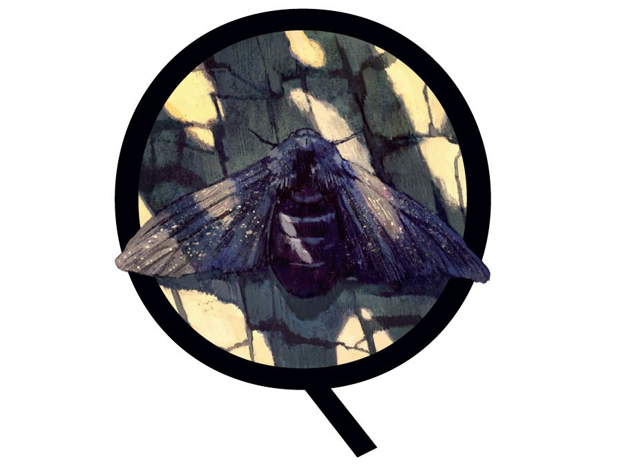 moth illustration