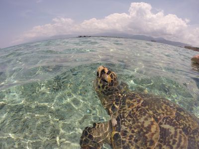 Sea turtles, such as olive ridleys and loggerheads, spend most of their time just below the ocean&rsquo;s surface&mdash;the perfect place to collect data for tropical cyclone forecasting.
