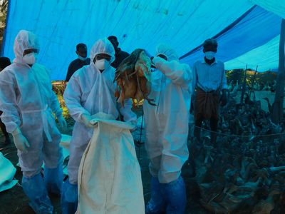 Health workers in protective suits cull ducks in Karuvatta after the H5N8 bird flu strain was detected.