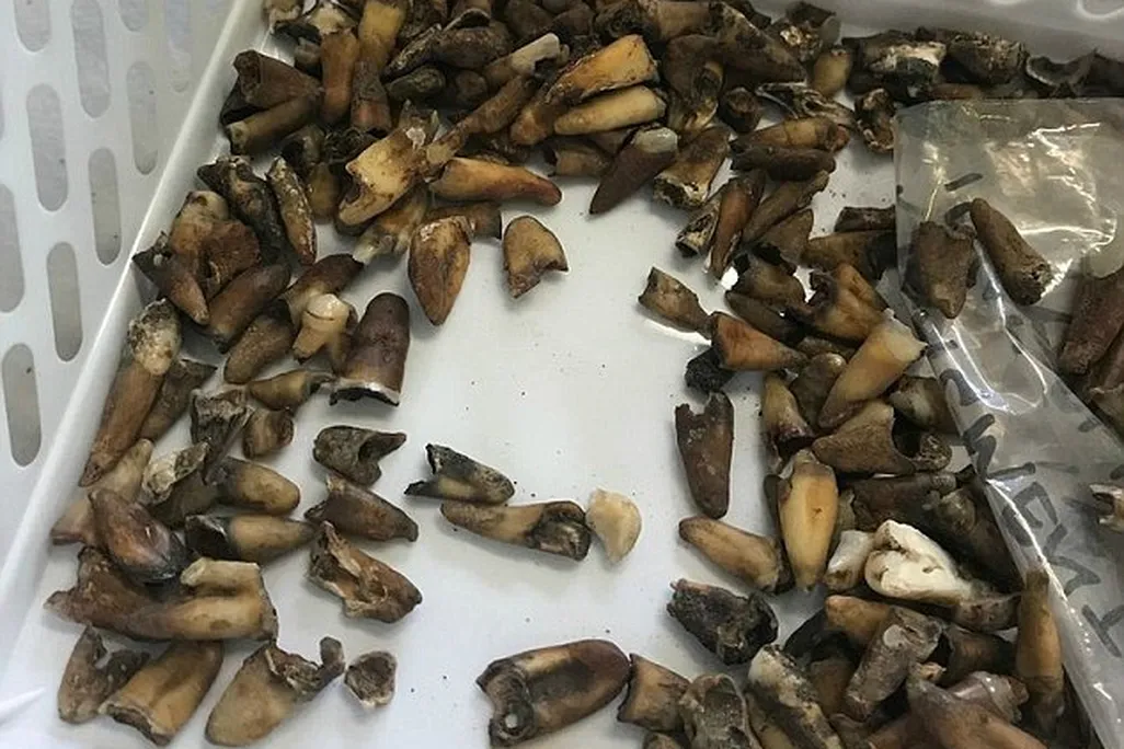 4F4AFD1200000578-6085527-Decaying_human_teeth_found_by_archaeologists_underneath_Melbourn-a-50_1534916503902.jpg