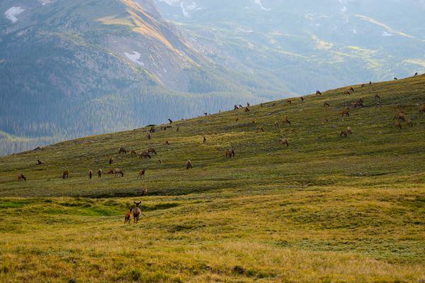 Elk Herd Atop Rocky Mountain National Park thumbnail