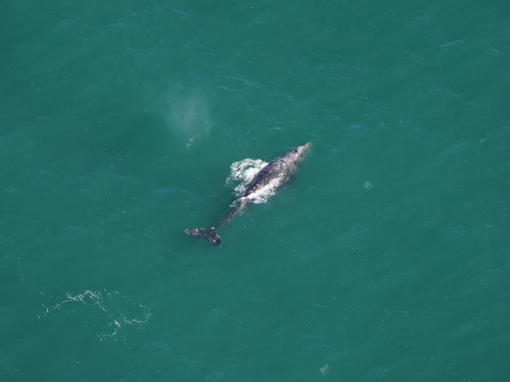 aerial shot of a Gray Whale in the ocean
