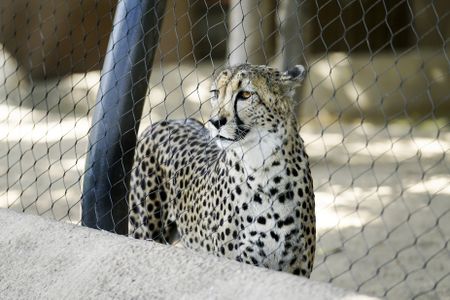 The cheetah population almost halved since 1975 with only an estimated 7,100 left in the wild today.