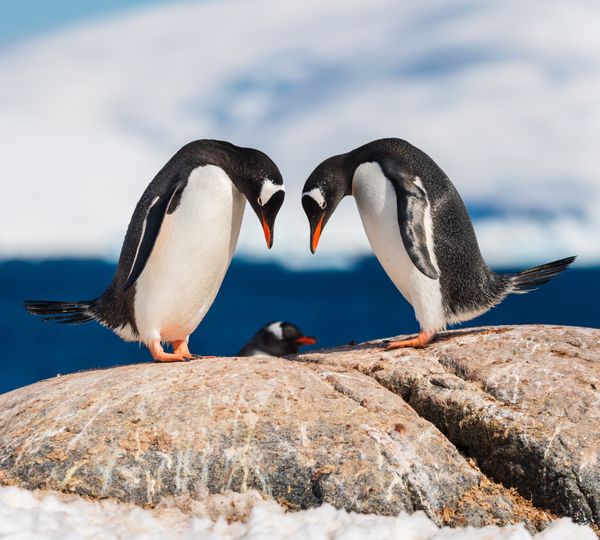 Gentoo Penguin Pair thumbnail