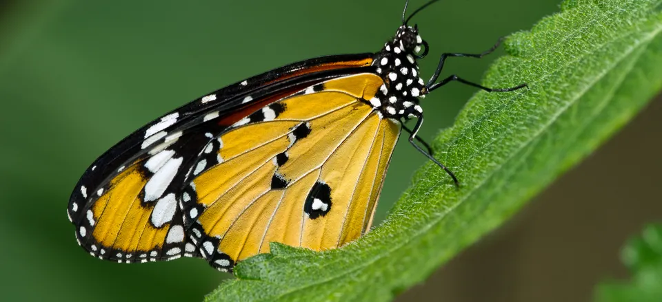 One of many butterfly species of Costa Rica 