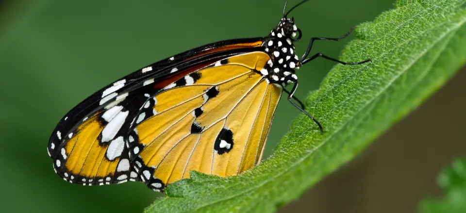 Costa Rica Treetops and Trails: An Active Journey