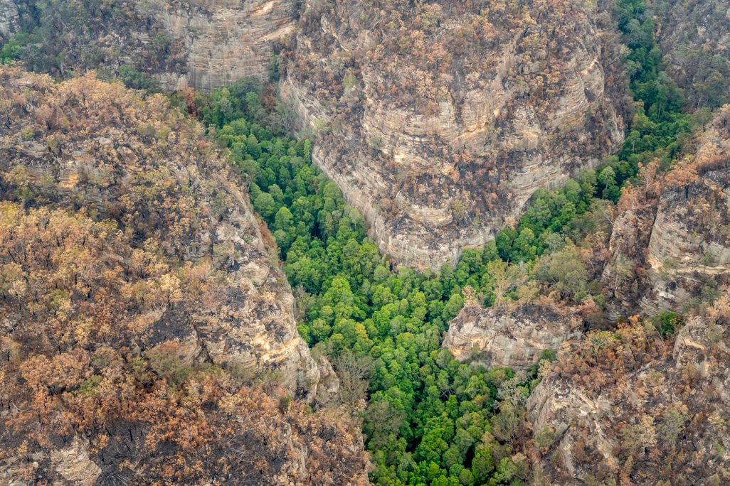Green Wollemi pines amidst the burnt landscape