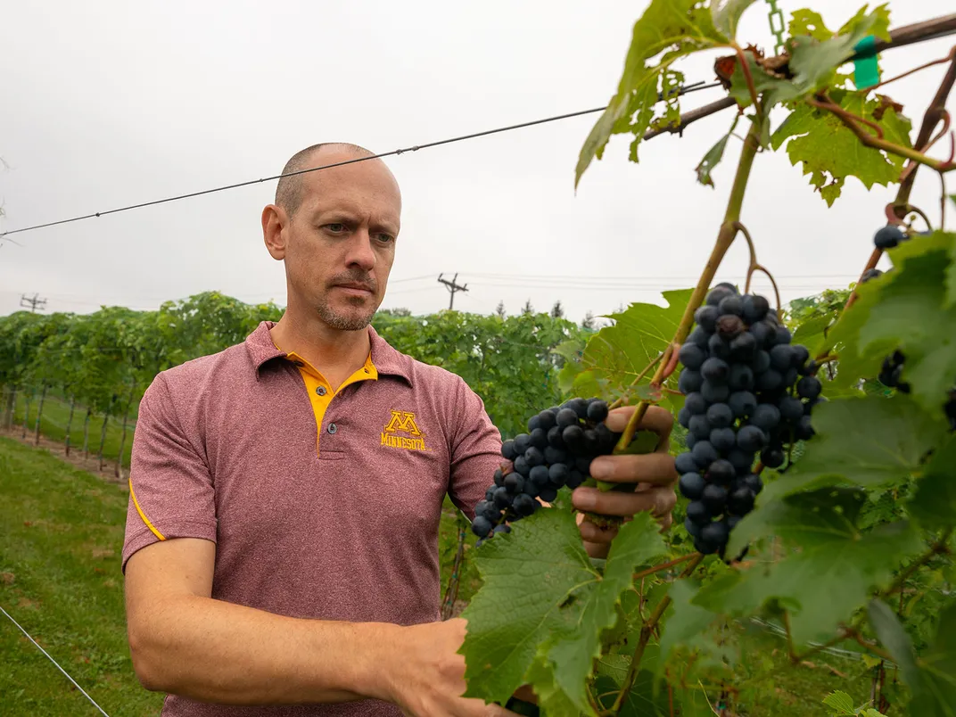 Test Vineyard Grapes