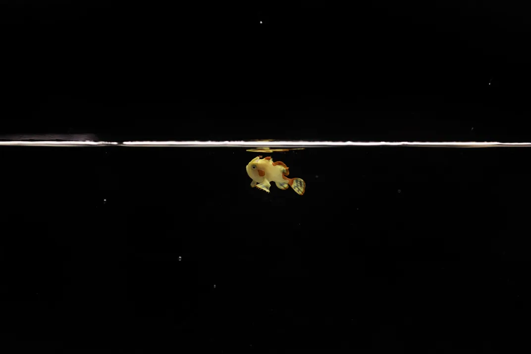 A very small yellow fish against a black backdrop