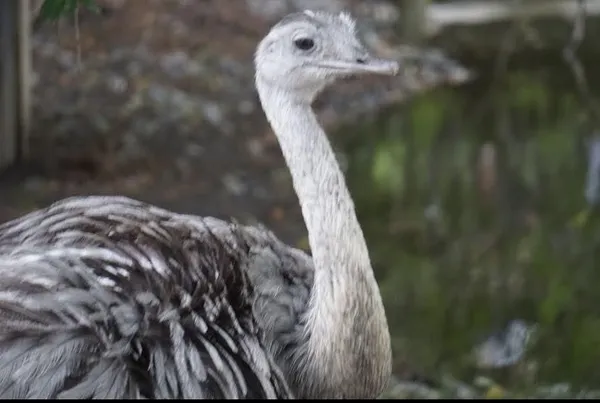 Bird without flight thumbnail