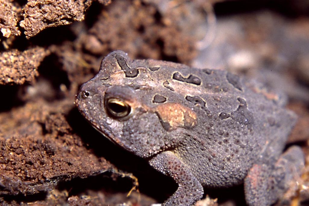 toad
