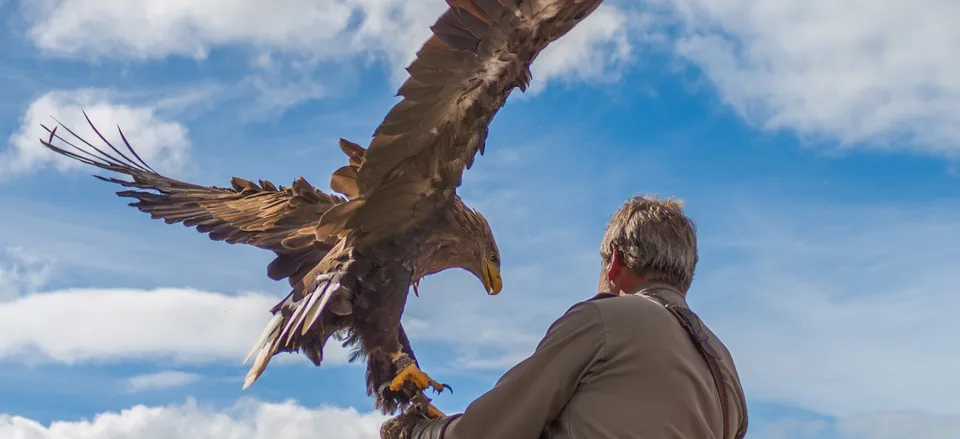  Traditional falconry in Ireland 