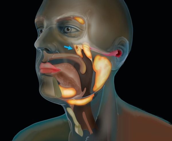 A digital illustration shows the side of a person's face with their internal organs visible in the diagram. The new organ is located at the point where the ears connect to the top of the throat