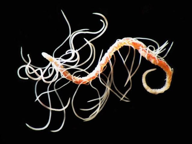 A pink and yellow worm is covered in several tangled strands of string-like gills.