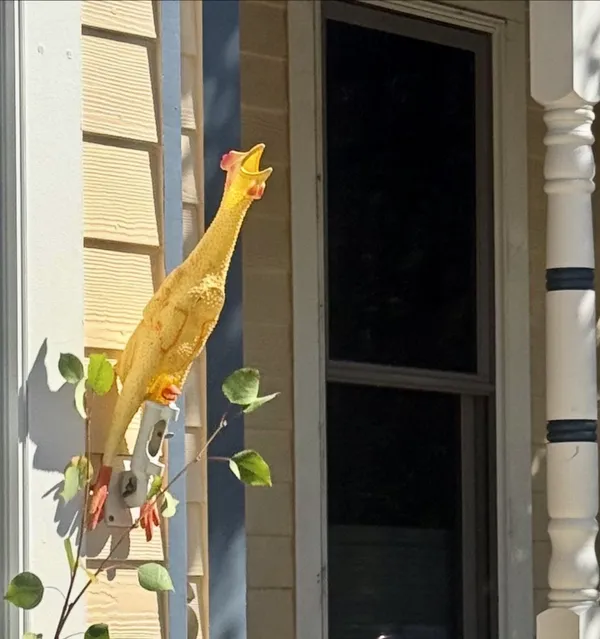 Rubber Clucker thumbnail