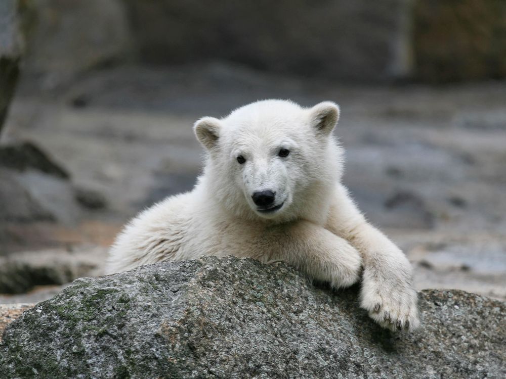 Knut_Copyright-Zoo-Berlin-11_2.jpg