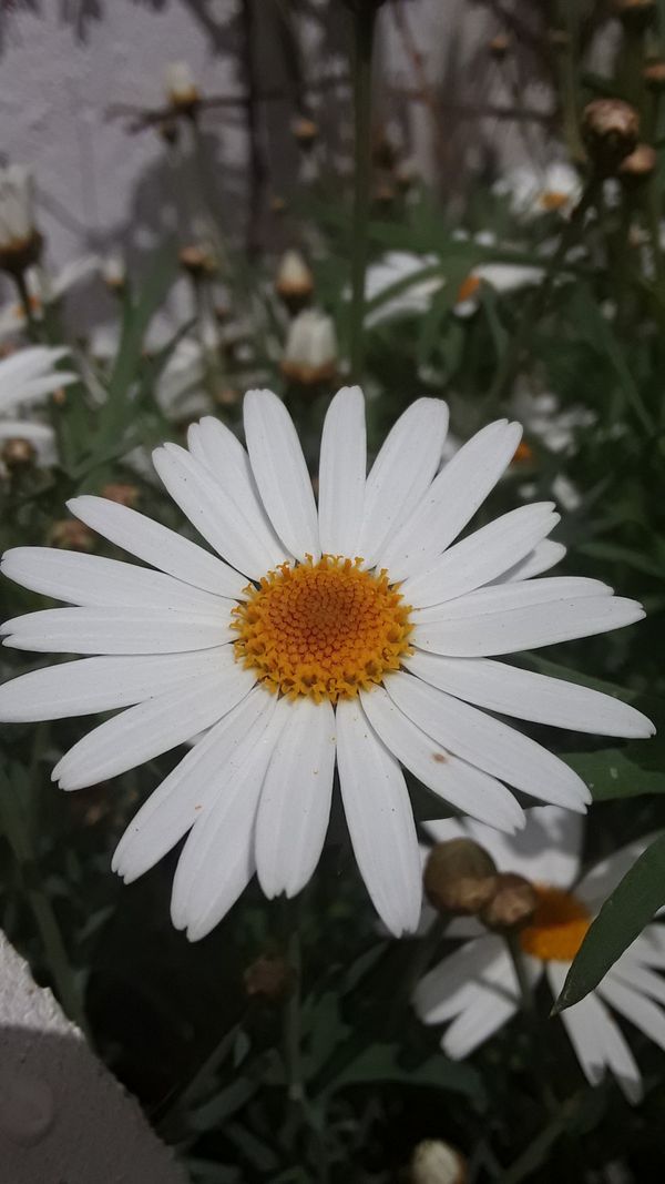 White flower from the garden thumbnail