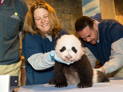 Nicole MacCorkle, a giant panda keeper at Smithsonian's National Zoo, says the animals have taught her about parenting.