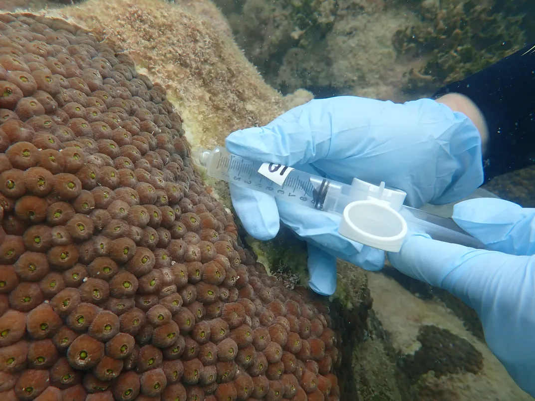 Blue gloved hands using a syringe to take samples of a coral
