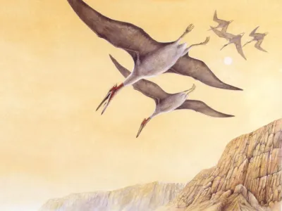 An artist&rsquo;s illustration of Quetzalcoatlus flying