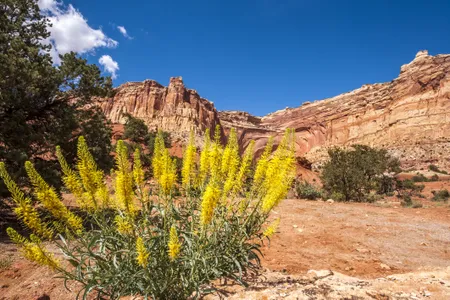 Stanleya pinnata, or &quot;prince&#39;s plume,&quot; takes up large amounts of selenium from the soil.