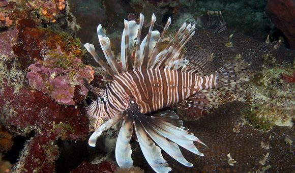 Invasive species like lionfish can harm natural, human, and economic health. (Barry Brown)