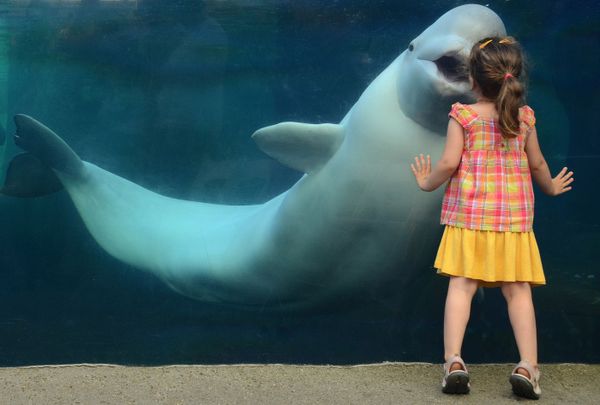 My daughter kissing a beluga whale through the tick glass at the Mystic Aquarium in CT.  This image is one of a whole series of photos with my child and the beluga playing along the glass wall. thumbnail