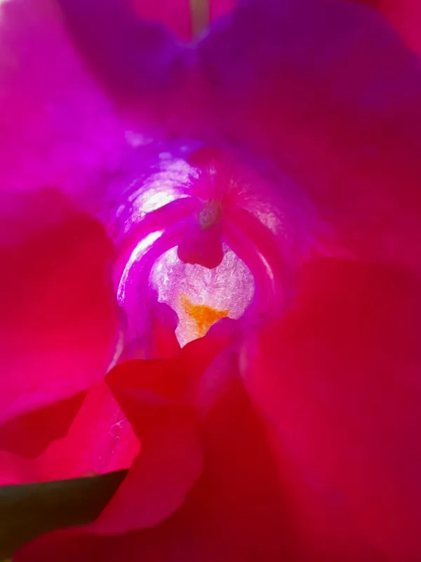 Inside a Flower thumbnail