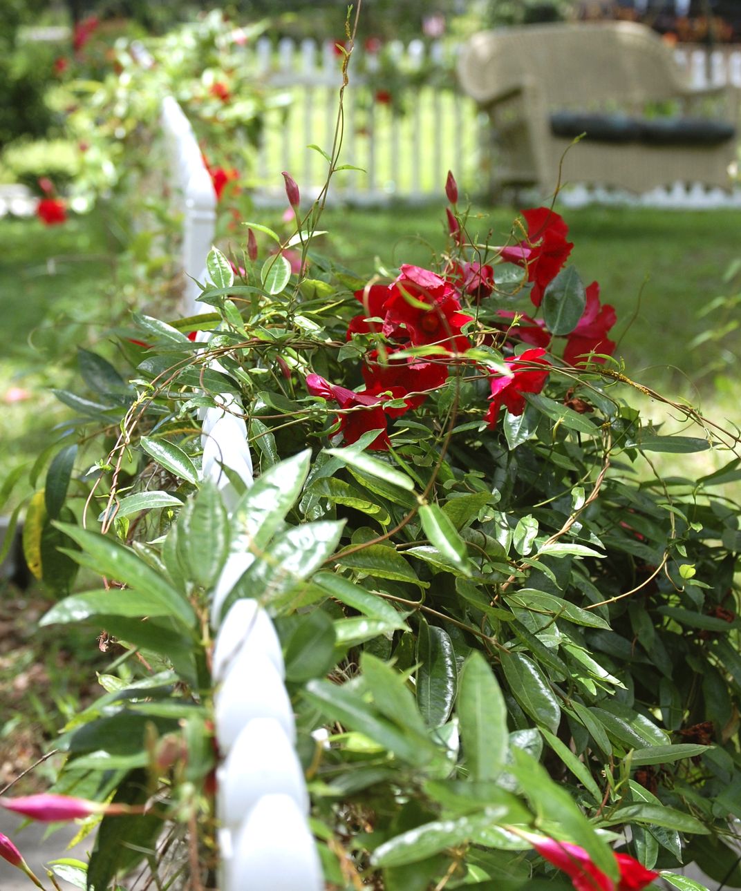 Taking a walk in in my town of Bartow and come upon this beautiful picket fence covered with a