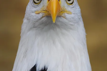 Eagles have spectacular long-distance vision that drones can only envy. At least for now.
