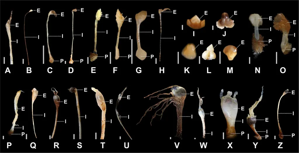 A black background topped with various anglerfish lures