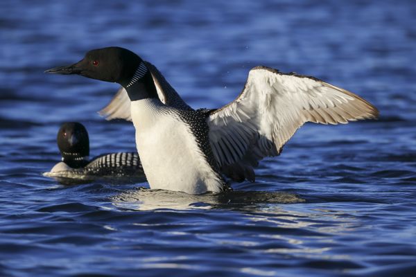 A Common Loon on a Lake in Montana thumbnail
