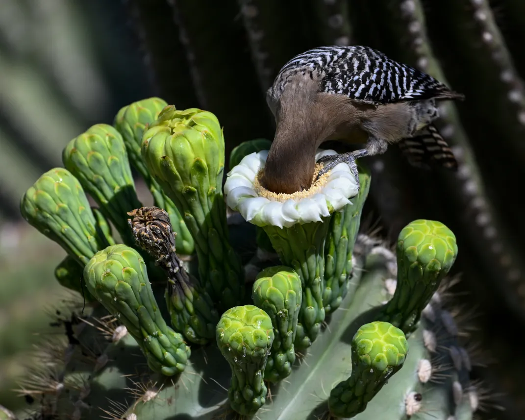 amid green, bulb-like flower buds on a cactus, one flower has opened in a white bloom, and a black and white and brown woodpecker has stuck its whole face into it